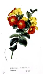 Browallia Jamesoni, från Horto Van Houtteano av Louis van Houtte (1810-76) ca 1860